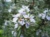 Sell Rosemary Hydrosol 100%