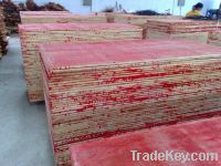 Sell Construction plywood