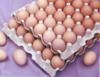 Sell Egg Tray Making Machine Egg Tray Forming Machinery
