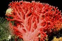 red corals and corals
