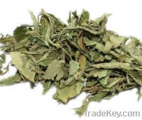 Sell stevia rebaudiana