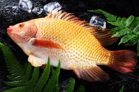 Sell Whole Round Red Tilapia