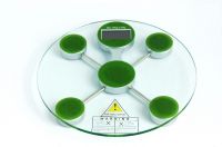 Sell body scale, fat scale , electronic scale , glass scale