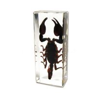 Sell Real Scorpion  Inside Paperweights(souvenir , novelties)