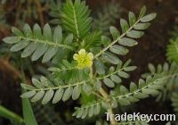 Sell Tribulus Terrestris Extract(Saponins 40% to 90%)