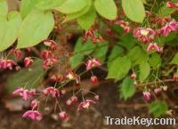 Sell Horny Goat Weed (Epimedium P.E) 10% to 40% icarrin/icarrins