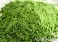 Sell Organic Barley Grass Powder