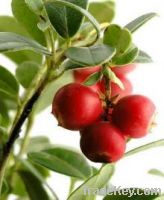 Sell Cranberry extract