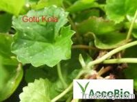 Gotu Kola P.E.