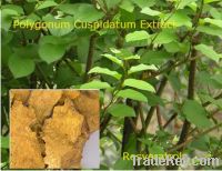 Polygonum Cuspidatum Extract (Resveratrol)