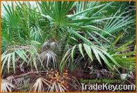 Sell Saw Palmetto Extract