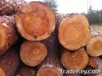 Sell Pine Logs Ukraine