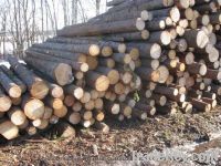 Sell Pulp Logs