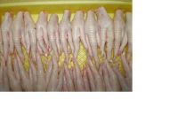  Export Chicken Paw | Chicken Feet Suppliers | Poultry Feet Exporters | Chicken Feets Traders | Processed Chicken Paw Buyers | Frozen Poultry Paw Wholesalers | Low Price Freeze Chicken Paw | Best Buy Chicken Paw | Buy Chicken Paw | Import Chicken Paw | Ch