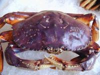 looking for dungeness crab buyers in asia