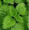 Sell Mint Extract