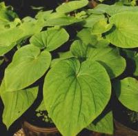 Sell Kava Extract