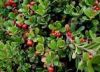 Sell Bearberry Extract