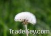 Sell Dandelion extract