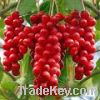 Sell Schisandra extract