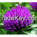 Red Clover Extract