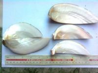 Sell broken abalone Shell