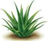Aloes *****