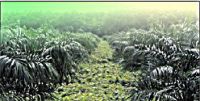 Sell NPK Water Soluble Fertilizer For Oil Palm
