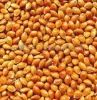 Sell millet in husk