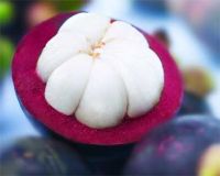 Sell: Mangosteen Extract