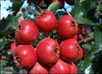 Sell: Hawthorn Berry Extract