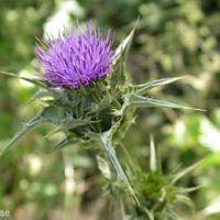 Sell Milk Thistle Extract Powder