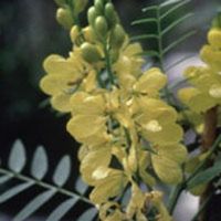 Sell Senna Leaf Extract Powder 4%, 8% Sennosides, Cassia angustifolia