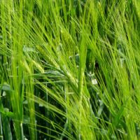 Sell Barley Grass Extract powder, Hordeum vulgare