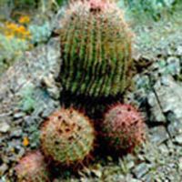 Sell Cactus Extract powder, Opuntia dillenii Haw, Opuntia ficus-indica
