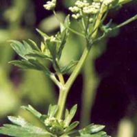 Sell Celery Seed Extract powder, apium graveolens extract