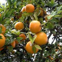 Sell Citrus Aurantium Extract powder, citrus extract, Synephrine