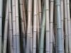 Bamboo Pole, Bamboo Stick, Bamboo Cane