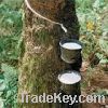 Sell Natural Rubber Freshly Obtained From Rubber Tree