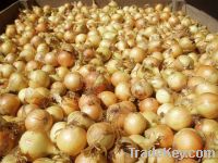 Fresh new season Onions