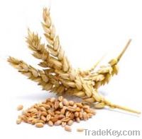 Sell all kind of wheat