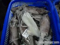 Squid, Tuna, Cuttle fish , Bombay Duck