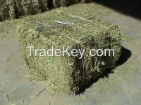 ALFALFA HAY . double & single compressed bale