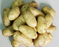 fresh  potato  is on sales