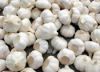 Sell  fresh garlic  garlic