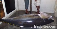 Sell yellowfin tuna fish