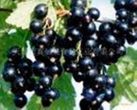 Sell Black Currant Extract