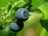 Sell Bilberry extract