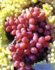 Sell Grape Seed EXTRACT