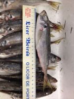 HORSE MACKEREL - (trachurus trachurus)